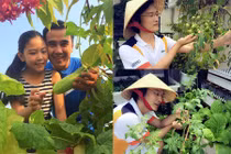 Những vườn rau tầng thượng sai trĩu của sao Việt