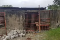 Vụ hổ cắn người nuôi đứt lìa 2 tay: Nguyên tắc nuôi động vật hoang dã thế nào?