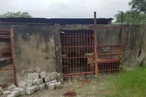 Vụ hổ cắn người nuôi đứt lìa 2 tay: Nguyên tắc nuôi động vật hoang dã thế nào?