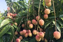 Tiết lộ sự thật vải thiều 30.000 đồng/kg, siêu thị đắt gấp 3 lần