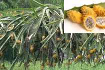 Ngắm hình ảnh vườn thanh long vàng cực hiếm hoi