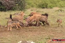 Video: Linh cẩu trả giá đắt vì dám lộng hành trong lãnh thổ của sư tử 