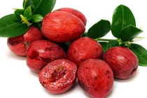 Cận cảnh loại đặc sản xuất khẩu hút tiền