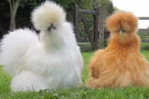 Tận mục thú chơi của đại gia Việt: gà lông xù chục triệu