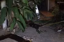 Video: Trăn “khủng” dài gần 4 mét siết chết mèo đen ở Thái Lan