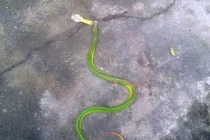 Rắn lục đuôi đỏ dài gần 1m xuất hiện tại Hội An