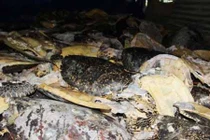 Tập kích “tổng kho” tàn sát rùa biển khổng lồ ở Nha Trang