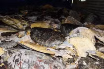 Tập kích “tổng kho” tàn sát rùa biển khổng lồ ở Nha Trang