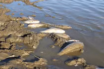 Nghệ An: Cá chết hàng loạt tại hồ đập do nắng nóng