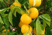Hình ảnh giống cam vàng “đẻ ra tiền” nhờ dùng nấu rượu 