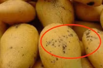 Mua xoài nhìn vào điểm này biết xoài chín tự nhiên hay thúc chín