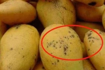 Mua xoài nhìn vào điểm này biết xoài chín tự nhiên hay thúc chín