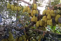 Những cây ăn quả sai trĩu “hái ra tiền” của nhà nông