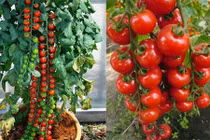 Học cách trồng cà chua cherry sai trĩu quả, ngắm đã mắt