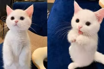 Biểu cảm đáng yêu của những con mèo cưng khiến bạn “tan chảy”