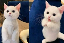 Biểu cảm đáng yêu của những con mèo cưng khiến bạn “tan chảy”