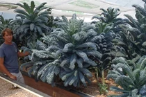 Tận mục giống cải lạ cao bằng đầu người 80.000 đồng/kg