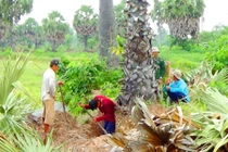 Thốt nốt chục tuổi bị đốn không thương tiếc bán làm cảnh 