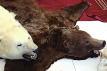 Loạt thảm thú, ngà voi quý hiếm vừa bị tịch thu