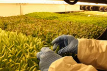 Trang trại trồng rau không đất thu hàng trăm tấn