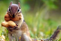 Chùm ảnh động vật siêu ngộ nghĩnh, đáng yêu