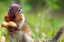 Chùm ảnh động vật siêu ngộ nghĩnh, đáng yêu