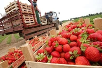 Bên trong nông trang tập thể Liên Xô thời nay