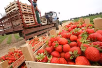 Bên trong nông trang tập thể Liên Xô thời nay