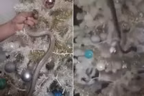 Choáng: Dùng rắn kịch độc trang trí quanh cây thông Noel