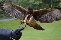 Soi thú chơi đốt tiền vì nuôi chúa tể bầu trời