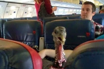 Hành khách chơi ngông mua vé cho gà đi máy bay