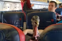 Hành khách chơi ngông mua vé cho gà đi máy bay