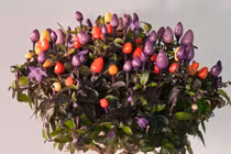 Ớt lồng đặc sản hái ra tiền của dân xứ Quảng