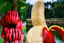 Tận mục giống chuối đỏ “đẻ” ra tiền