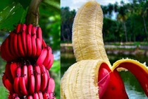 Tận mục giống chuối đỏ “đẻ” ra tiền