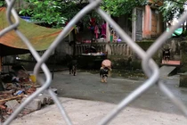 Chuyển đàn chó cắn chết cháu bé 7 tuổi về trụ sở công an