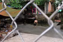 Chuyển đàn chó cắn chết cháu bé 7 tuổi về trụ sở công an