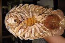 Những đặc sản hiếm có khó tìm “ăn là nghiền” ở Quy Nhơn