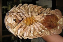 Những đặc sản hiếm có khó tìm “ăn là nghiền” ở Quy Nhơn