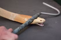 Tận mắt xem chiết xuất nọc độc rắn thu tiền tấn