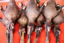 Có ai dám thử đặc sản "chưa ăn đã sợ khiếp vía" này ở Inonesia?