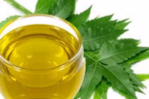 Lợi ích làm đẹp bất ngờ từ tinh dầu lá neem 
