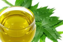 Lợi ích làm đẹp bất ngờ từ tinh dầu lá neem 