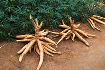 10 món ăn quen thuộc hấp dẫn gây chết người nếu ăn sai cách 