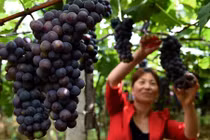 Hình ảnh thu hoạch ấn tượng ở vườn nho khủng