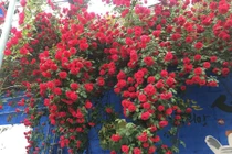 Xuýt xoa cánh cổng hoa hồng lãng mạn như trong cổ tích