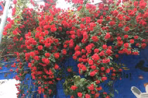 Xuýt xoa cánh cổng hoa hồng lãng mạn như trong cổ tích