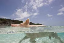 Cận cảnh lợn rừng bơi siêu đẳng khó tưởng tượng