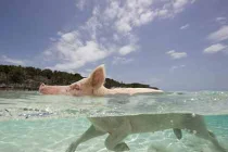 Cận cảnh lợn rừng bơi siêu đẳng khó tưởng tượng