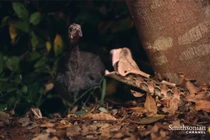 Rắn hổ lục ẩn mình dưới lá, tung cú đớp đoạt mạng chim